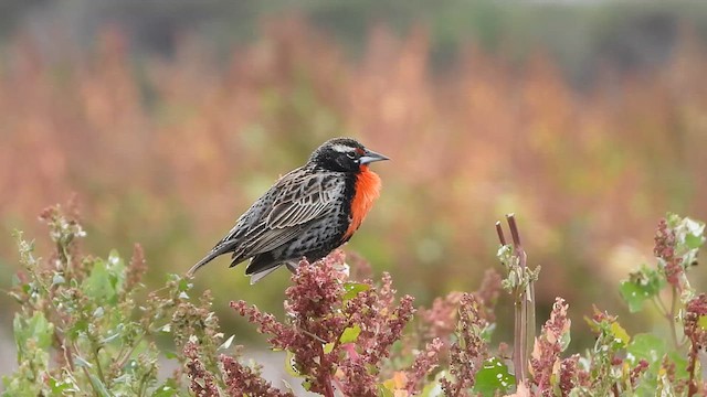 Peruvian Meadowlark - ML609838806