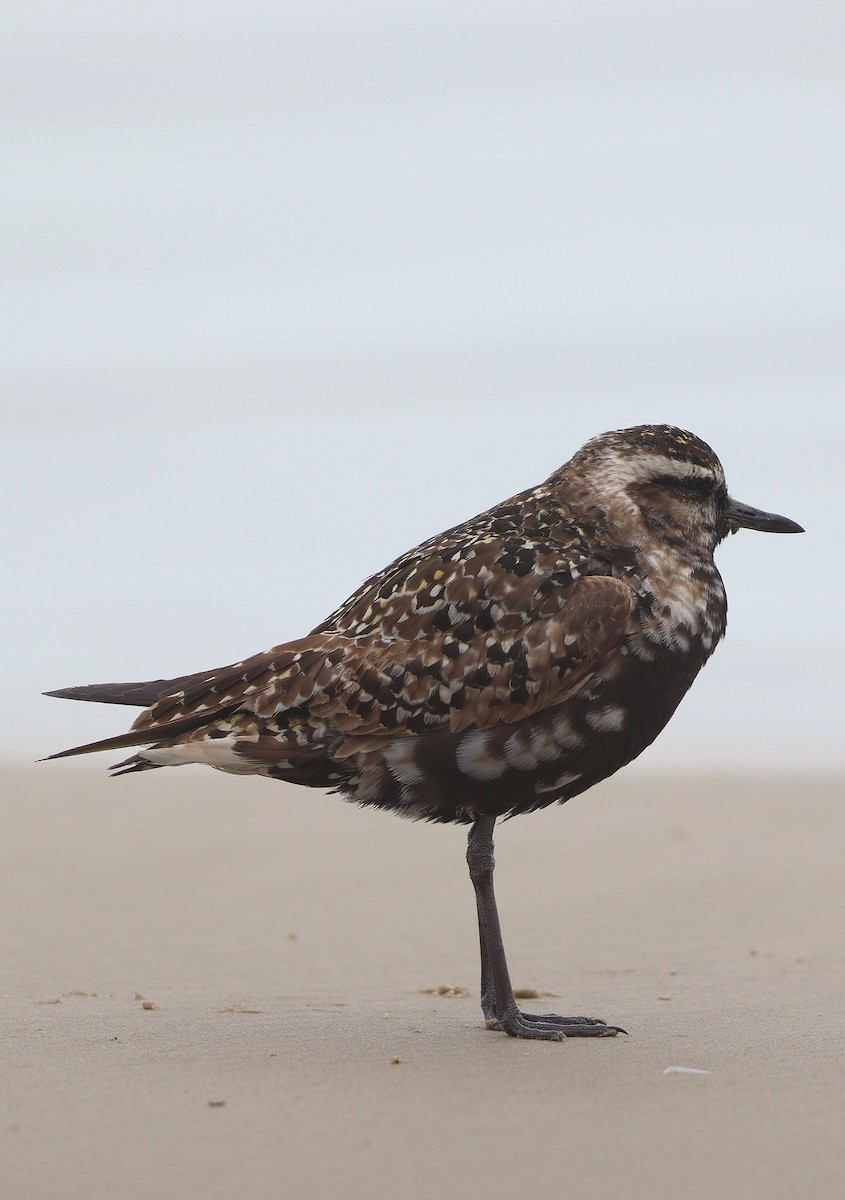 American Golden-Plover - ML609838880