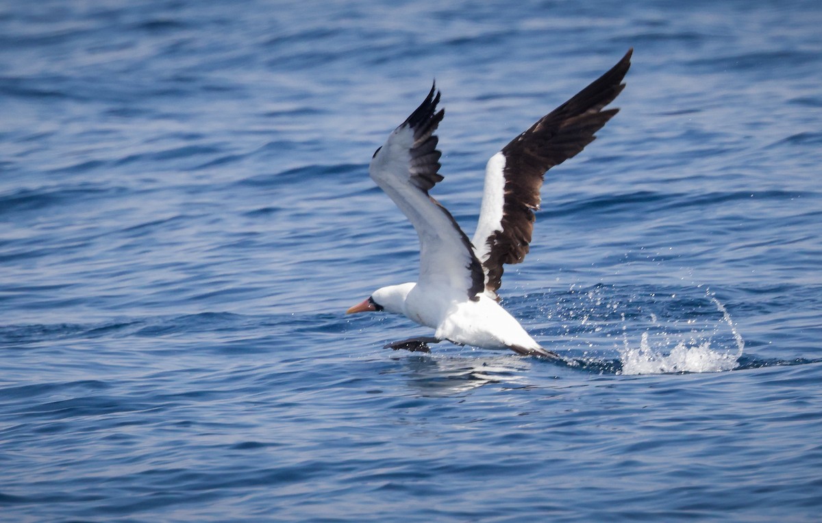 Nazca Booby - Jill Dale