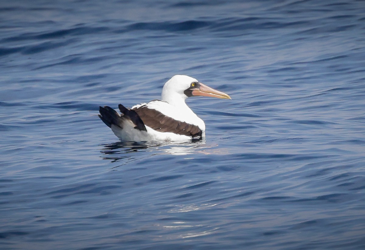 Nazca Booby - Jill Dale