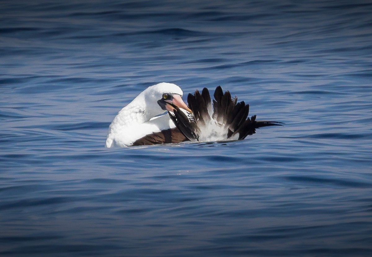 Nazca Booby - ML609839045