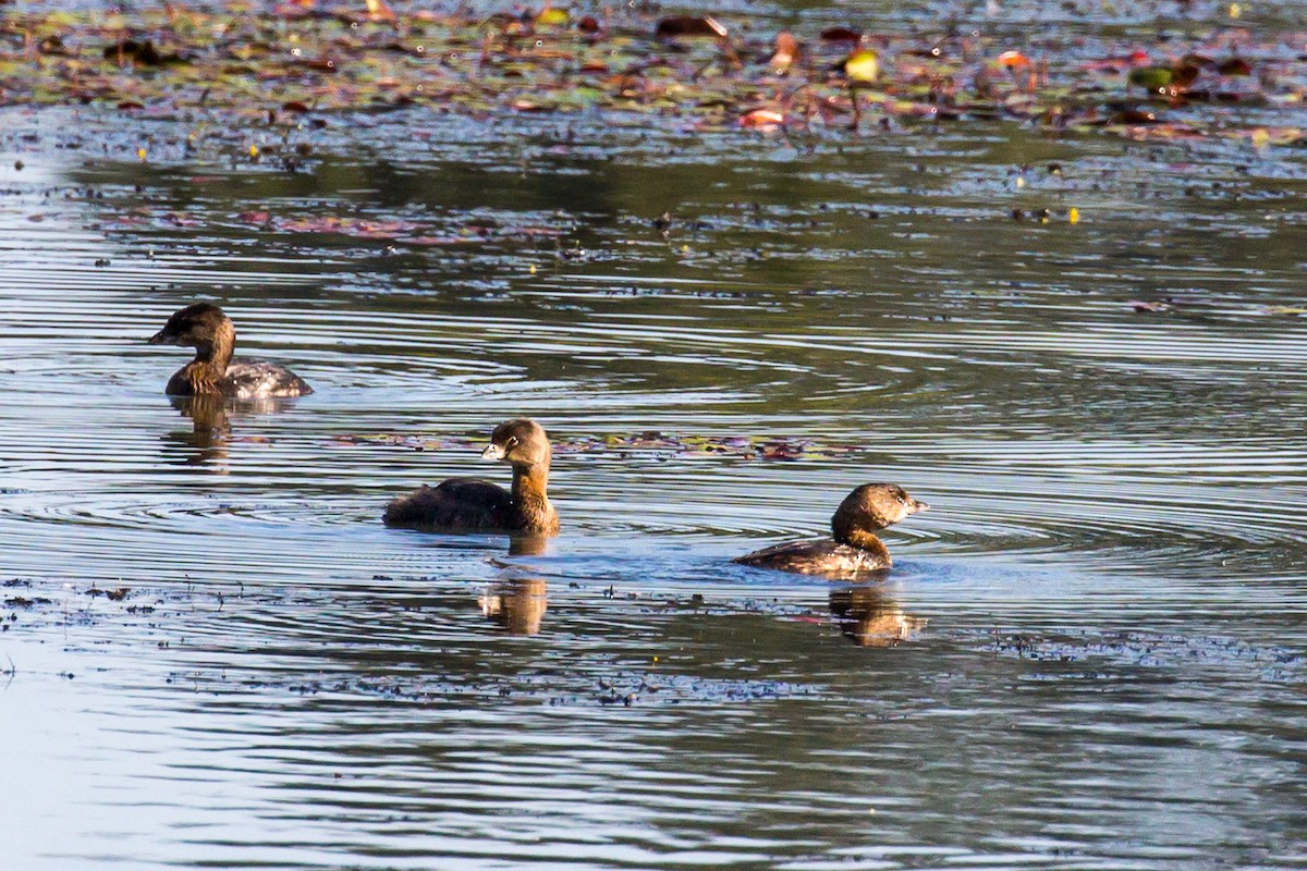 Pied-billed Grebe - ML609839091