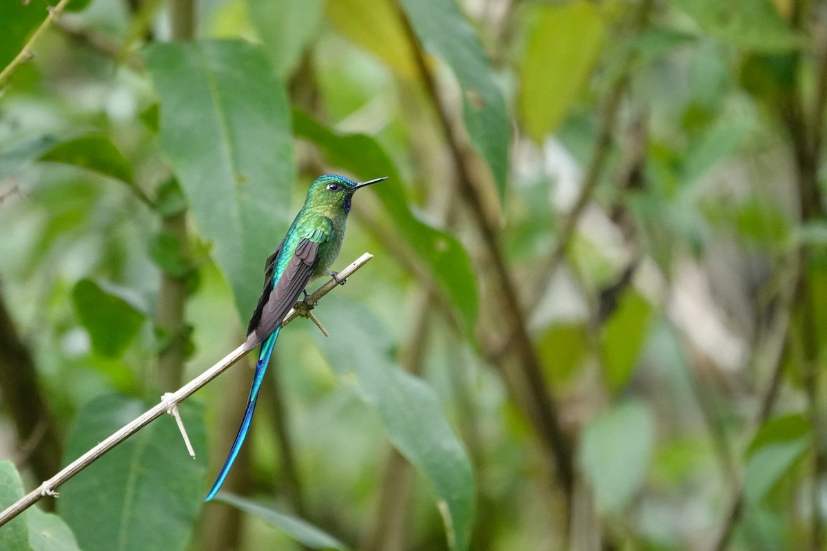 Long-tailed Sylph - ML609839092