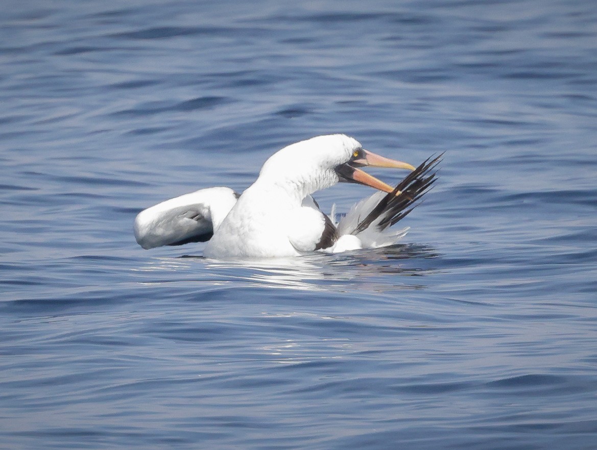 Nazca Booby - ML609839159