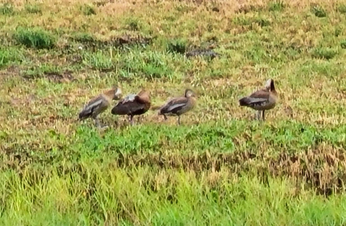 Black-bellied Whistling-Duck - ML609839175