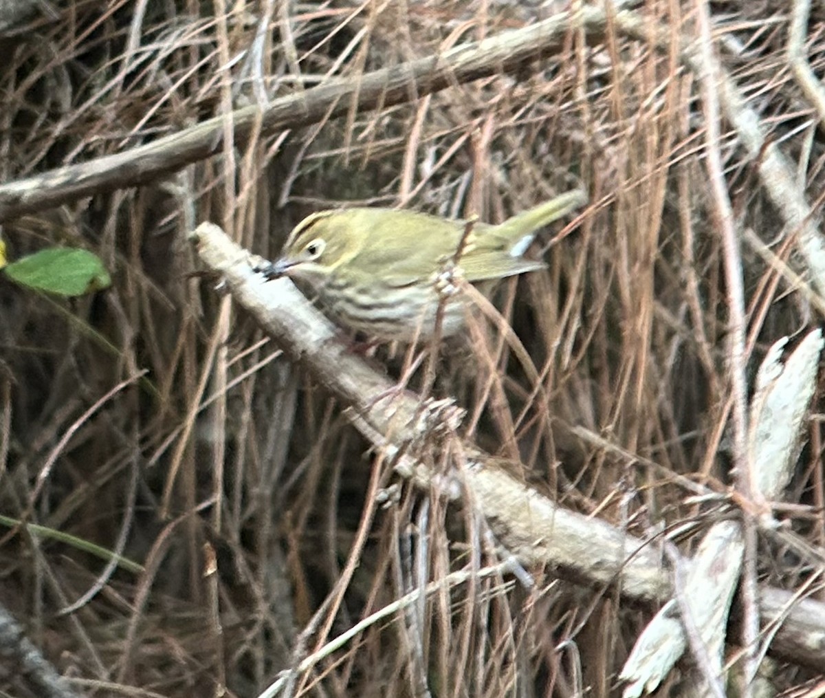 Ovenbird - Marjorie Rapp