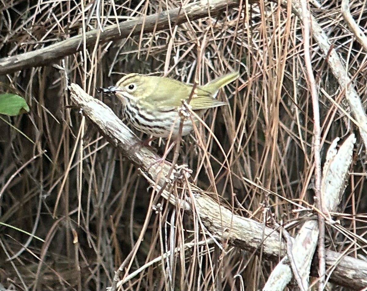 Ovenbird - ML609839293