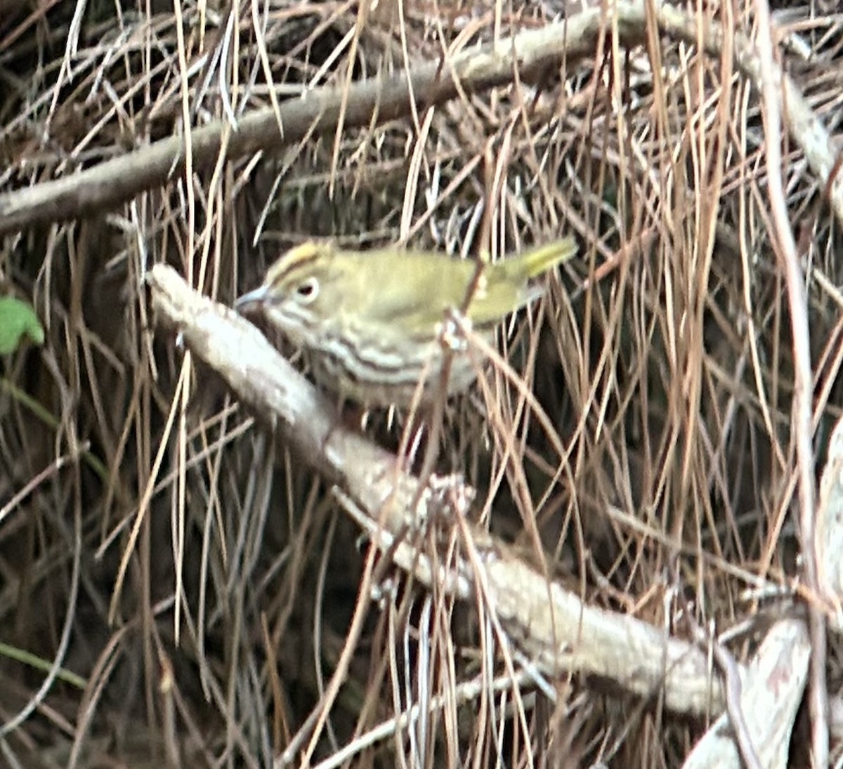 Ovenbird - ML609839294