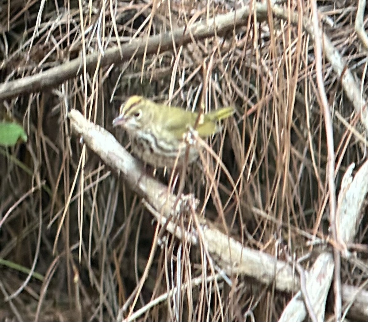 Ovenbird - ML609839296