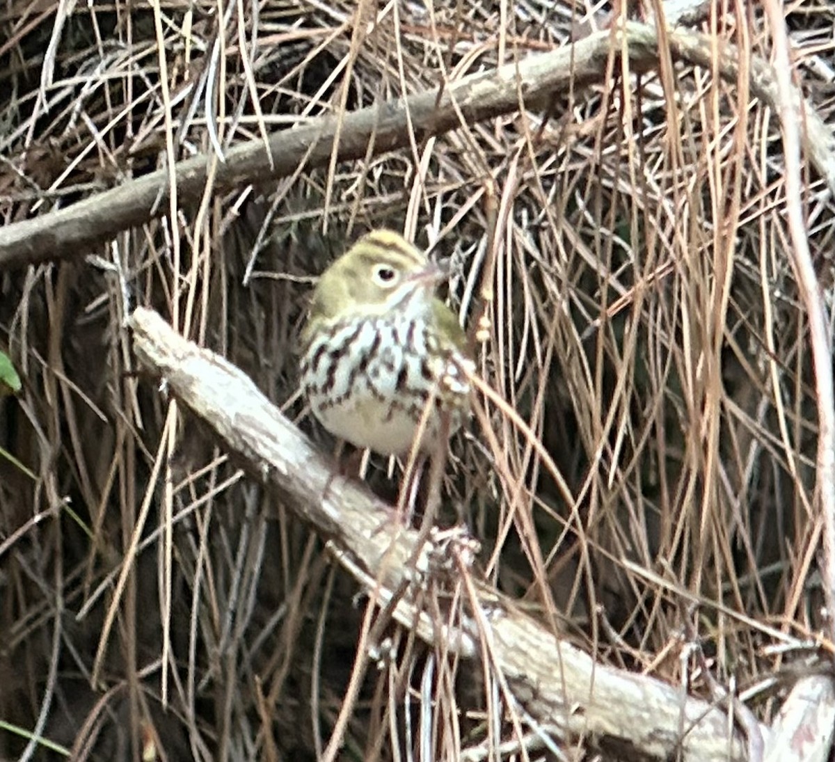 Ovenbird - ML609839297