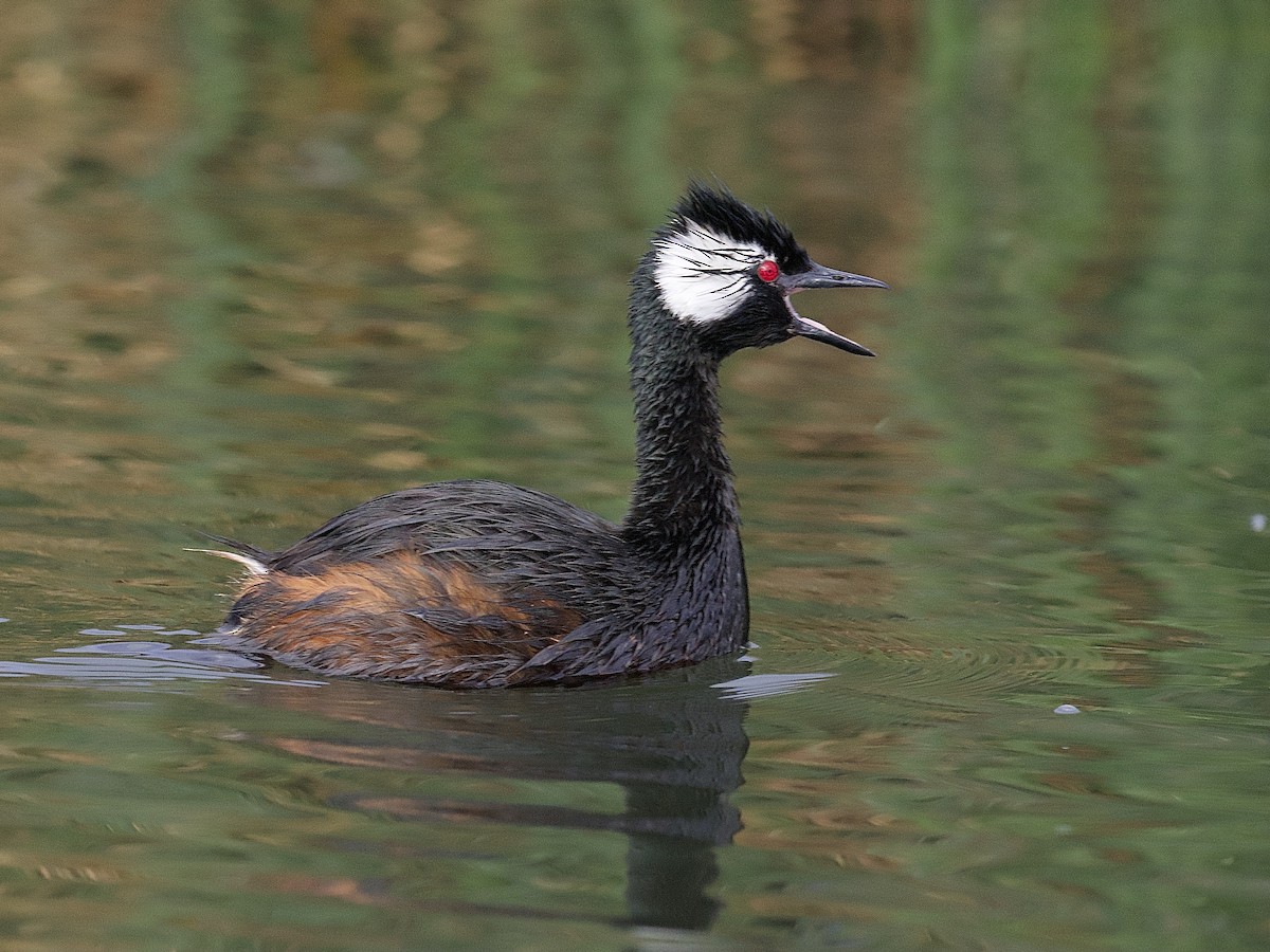 White-tufted Grebe - ML609839327