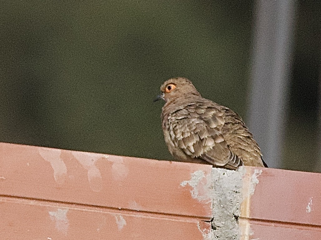 Bare-faced Ground Dove - ML609839342