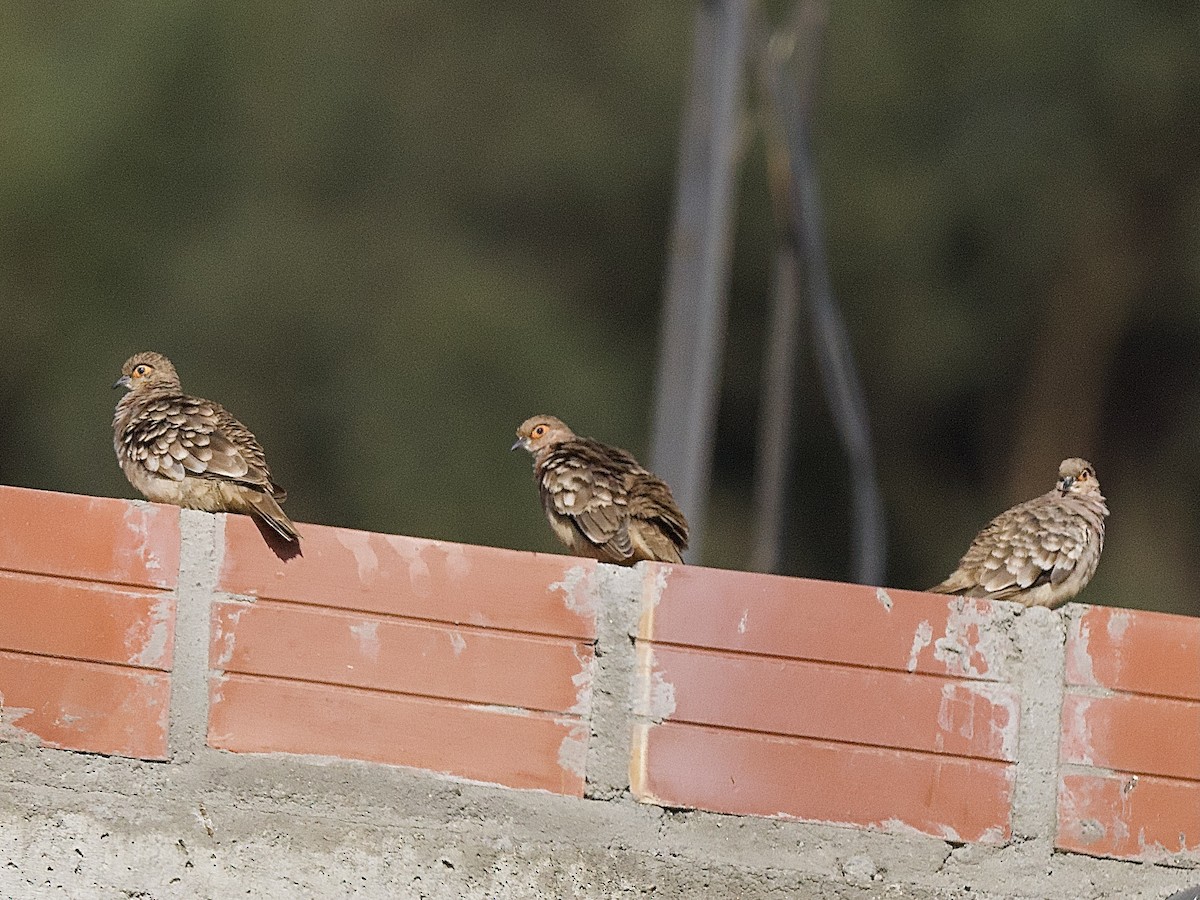 Bare-faced Ground Dove - ML609839343