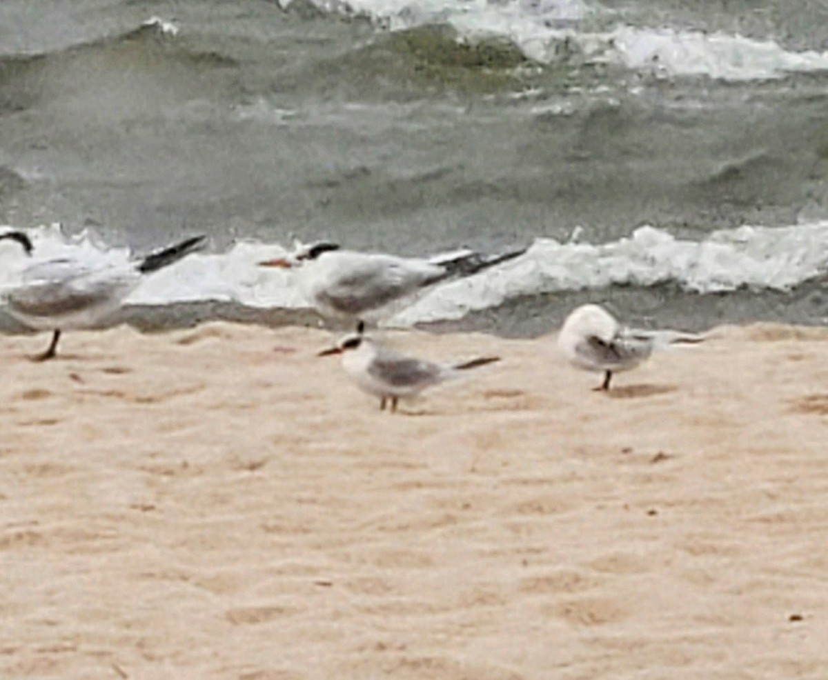 Forster's Tern - ML609839348