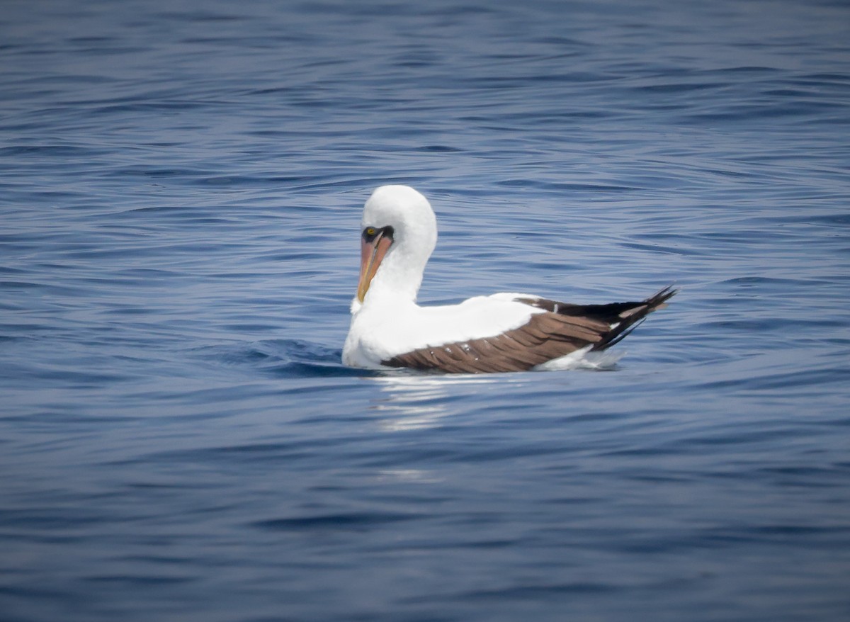 Nazca Booby - Jill Dale