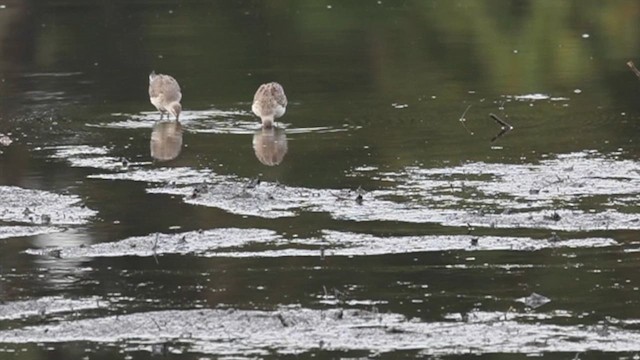 Bécasseau à échasses - ML609839421