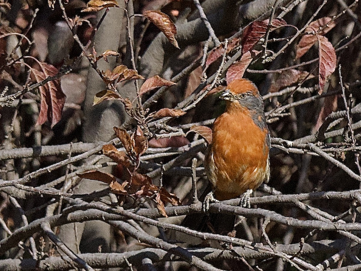 White-tipped Plantcutter - Craig Rasmussen