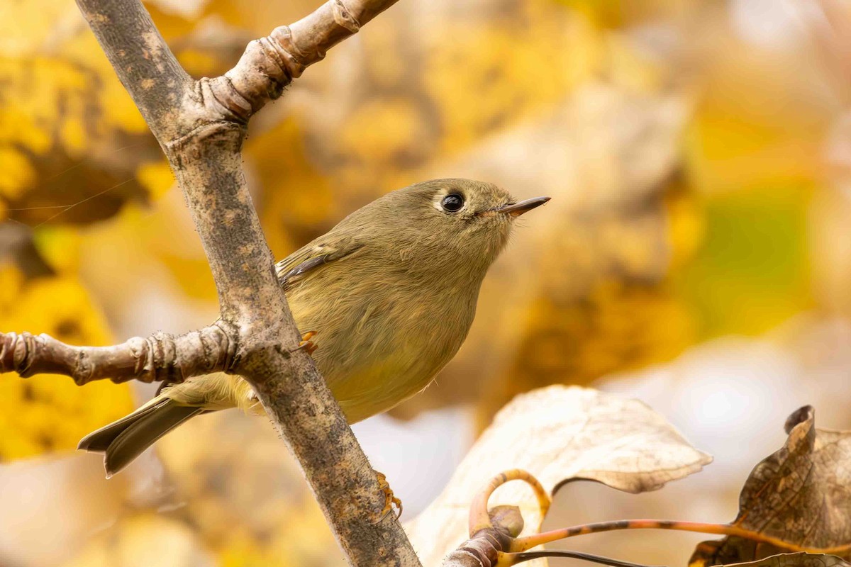 Ruby-crowned Kinglet - Scott Fischer