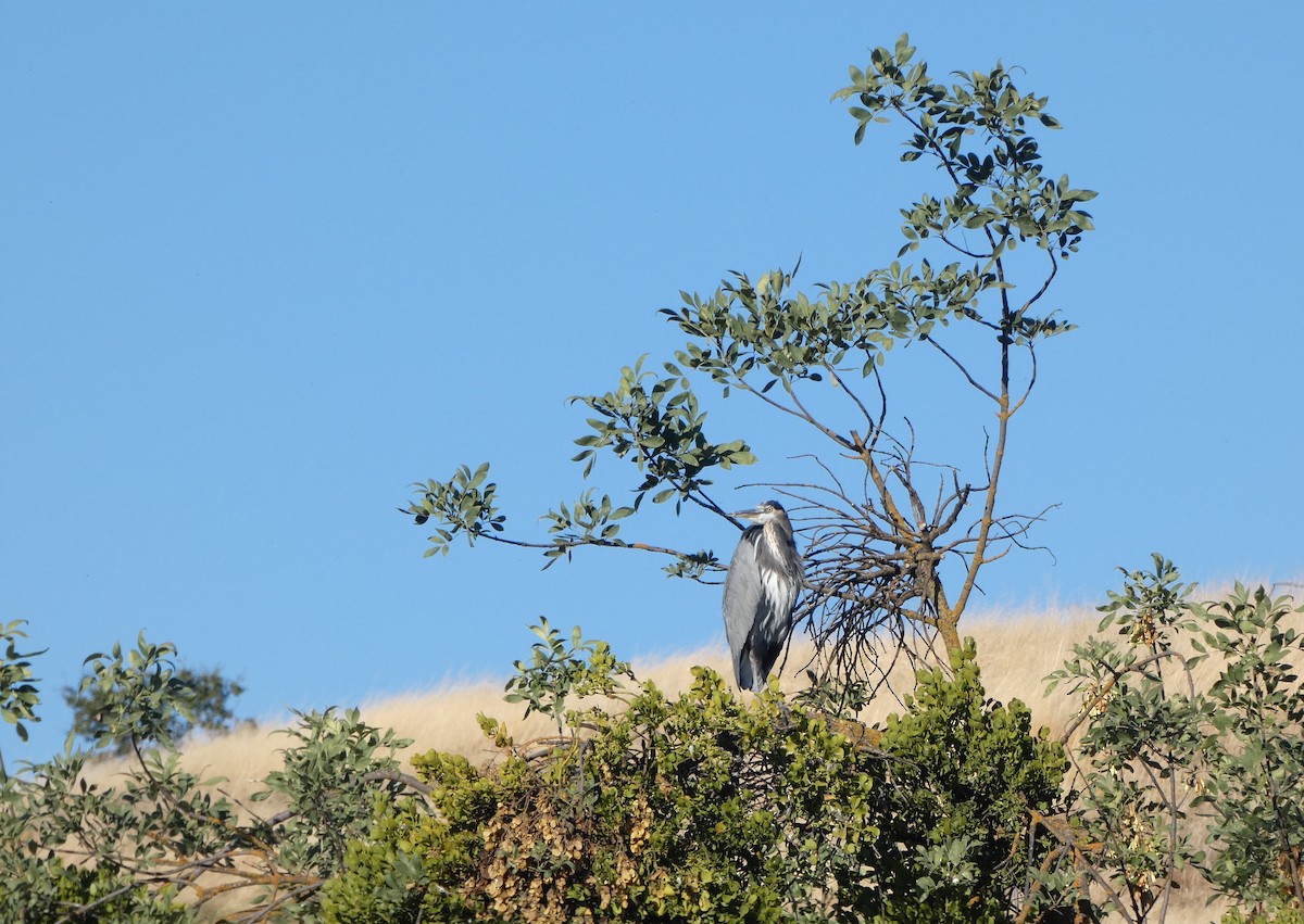 Great Blue Heron - ML609839544