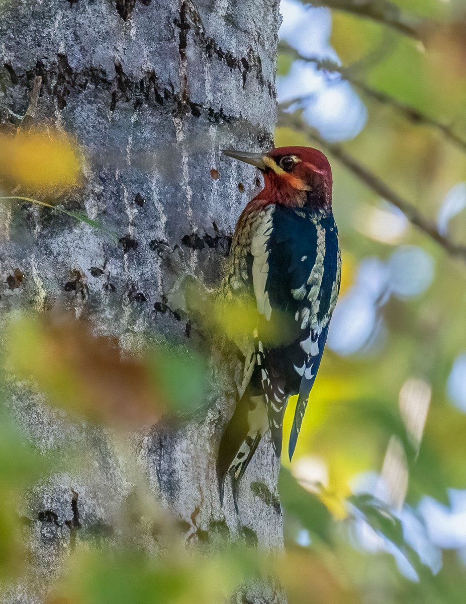 Red-breasted Sapsucker - ML609839628