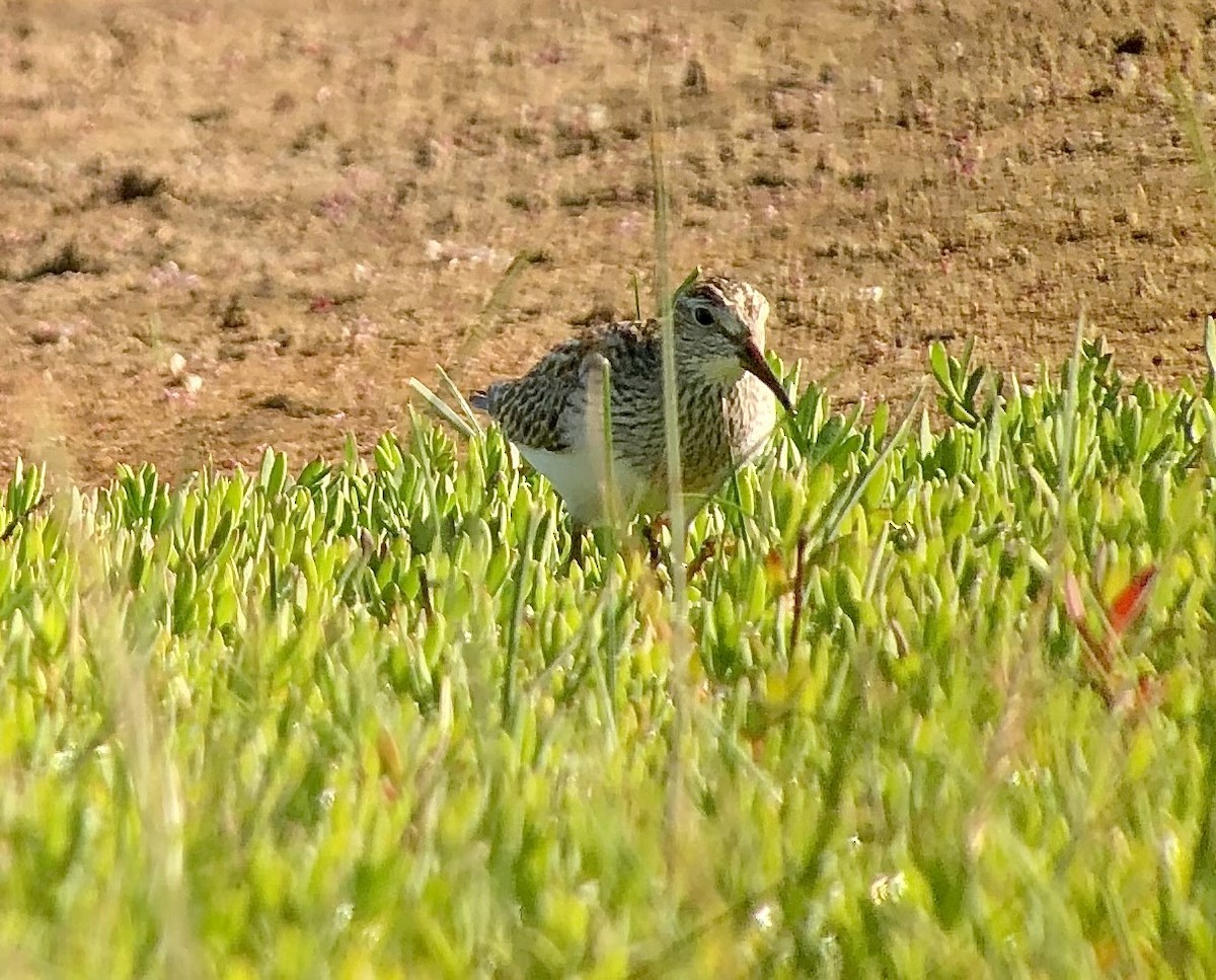 Pectoral Sandpiper - ML609839733