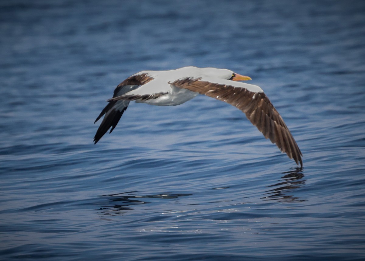 Nazca Booby - Jill Dale