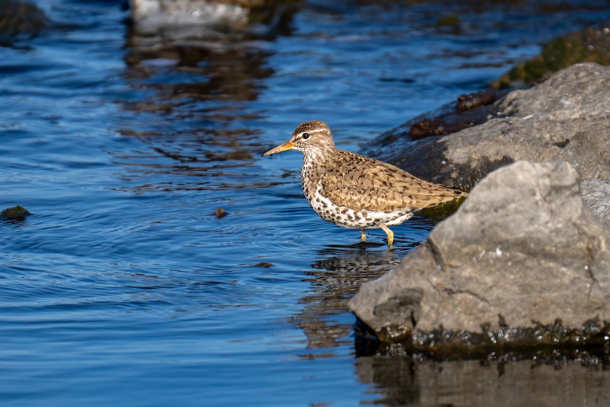 Spotted Sandpiper - ML609839929