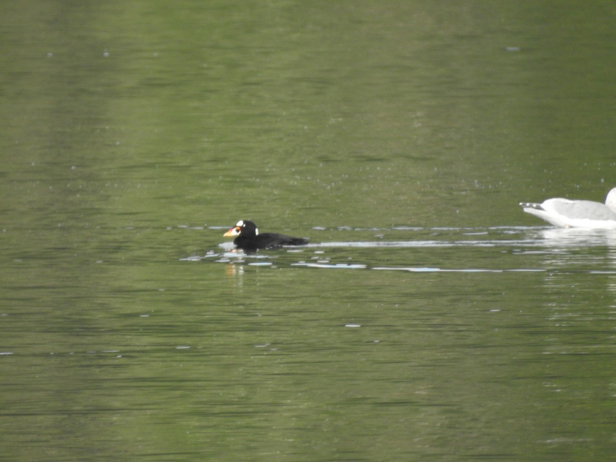 Surf Scoter - ML609839940