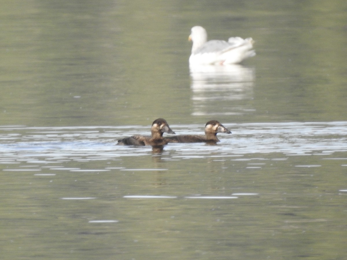 Surf Scoter - ML609839941