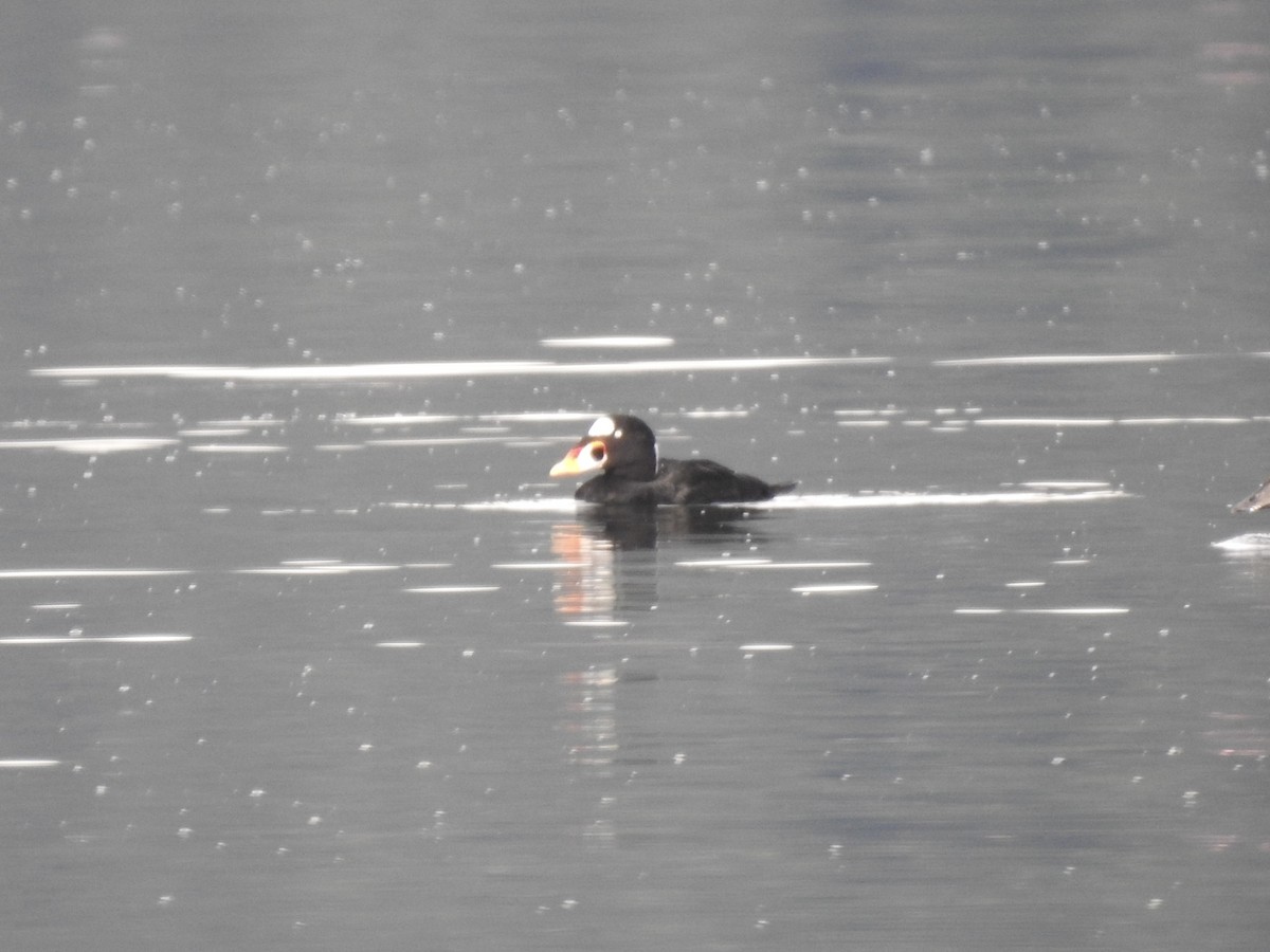 Surf Scoter - ML609839955