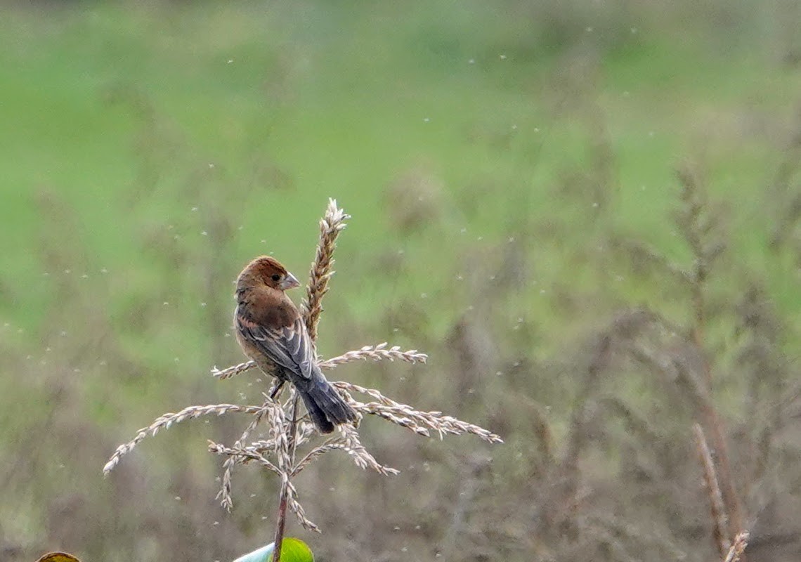 Blue Grosbeak - ML609839968