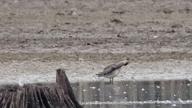 Hudsonian Godwit - ML609839996