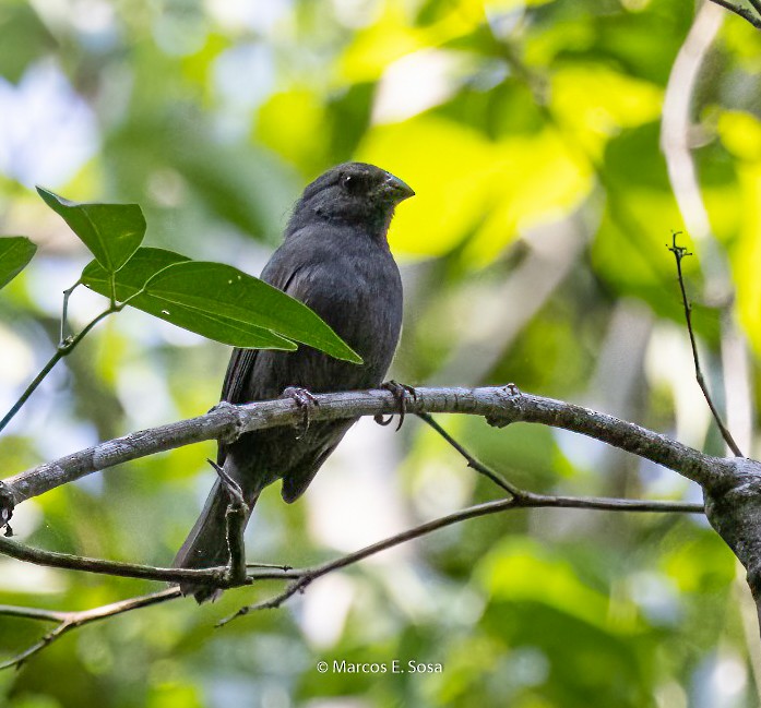 Sooty Grassquit - Marcos E. Sosa