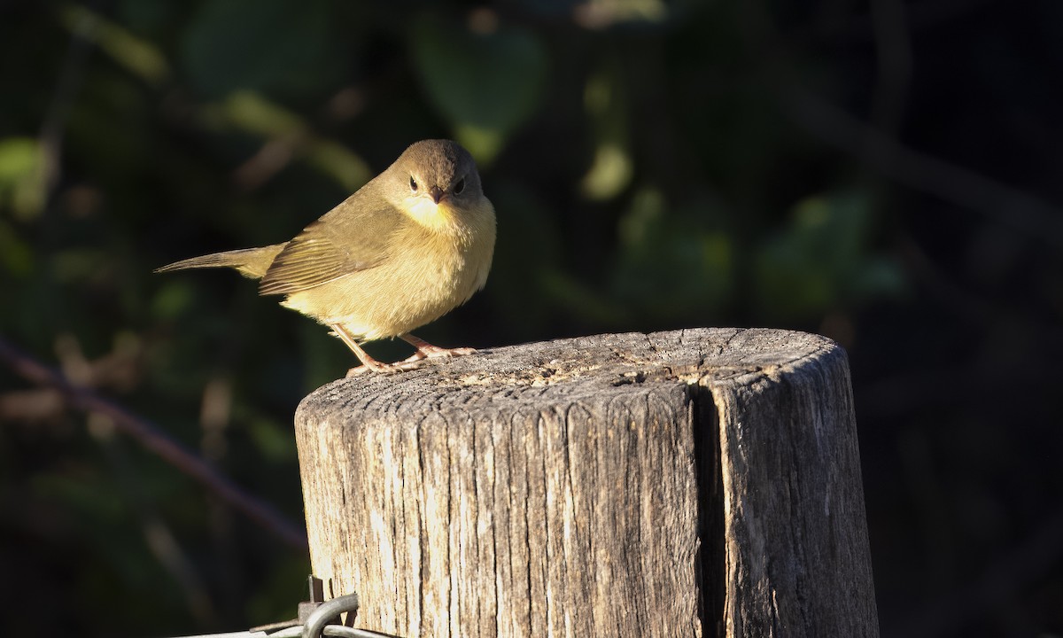 Common Yellowthroat - ML609840060