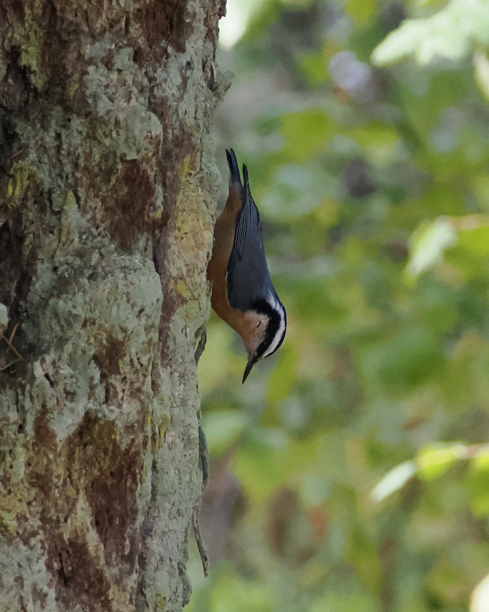 Red-breasted Nuthatch - Veronica Goidanich