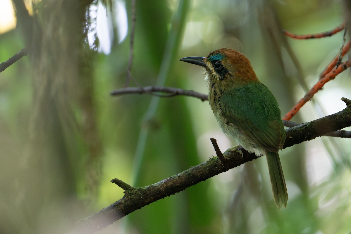 Tody Motmot - ML609840155