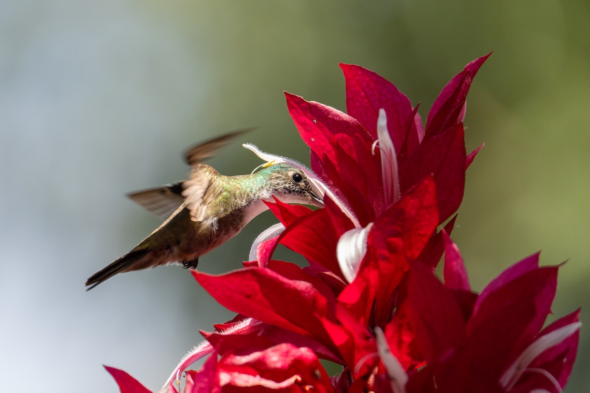 Azure-crowned Hummingbird - ML609840169