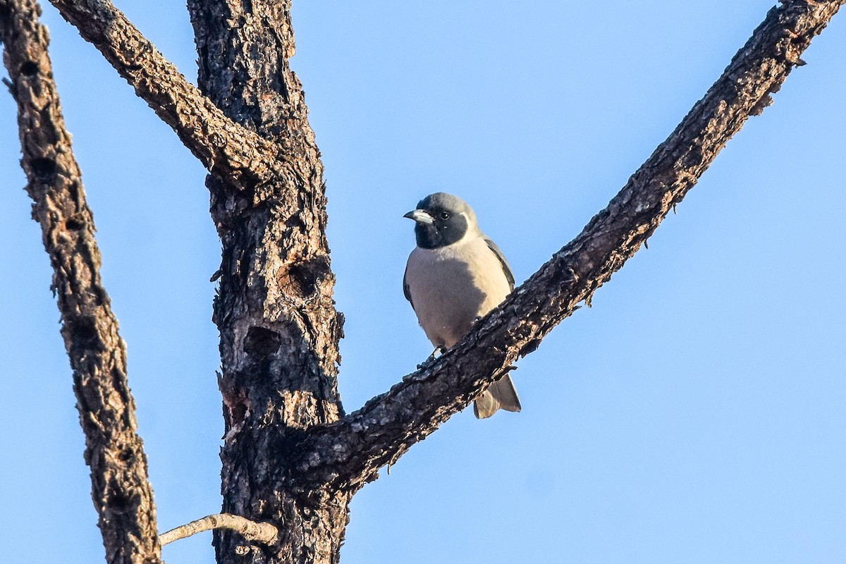 Masked Woodswallow - Ted Kavanagh