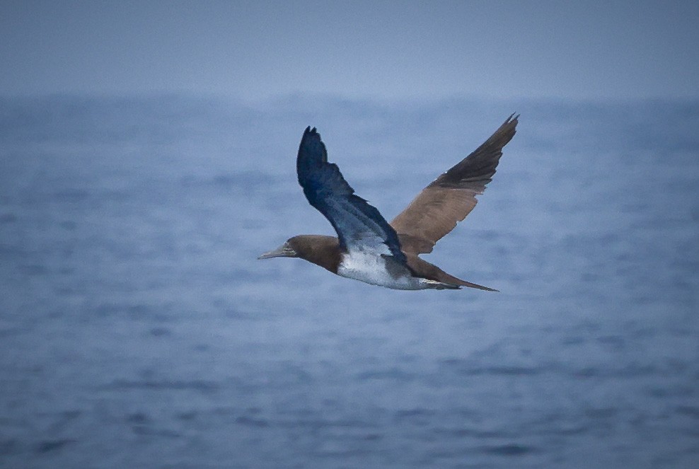 Brown Booby - ML609840234