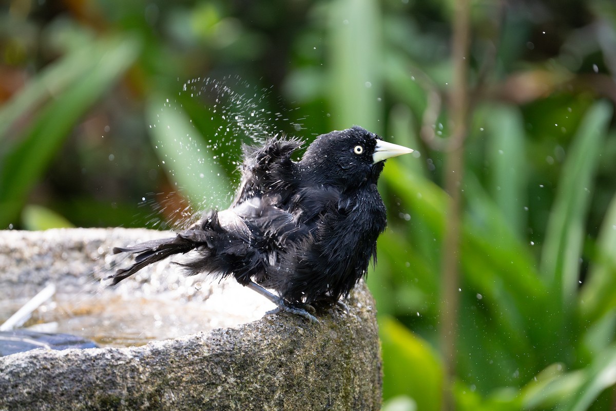 Yellow-billed Cacique (Prevost's) - ML609840258