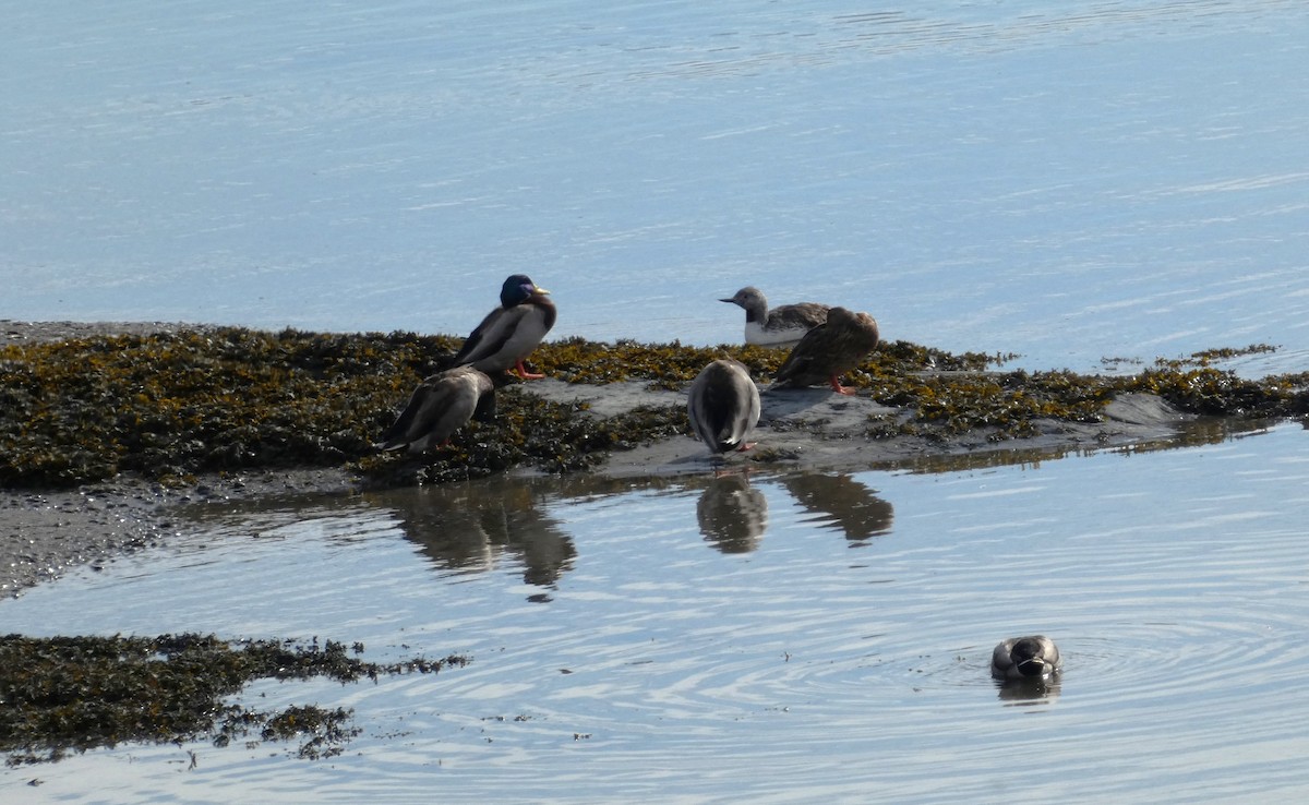 Red-throated Loon - ML609840259