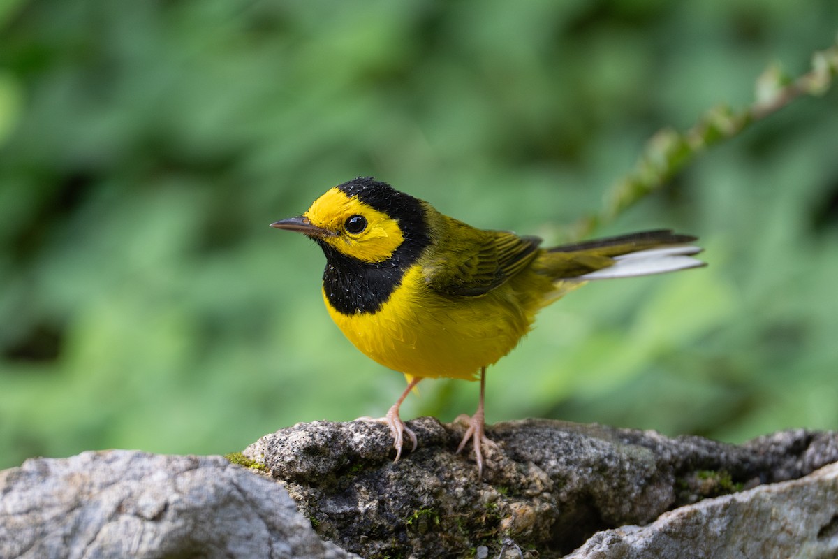 Hooded Warbler - ML609840264