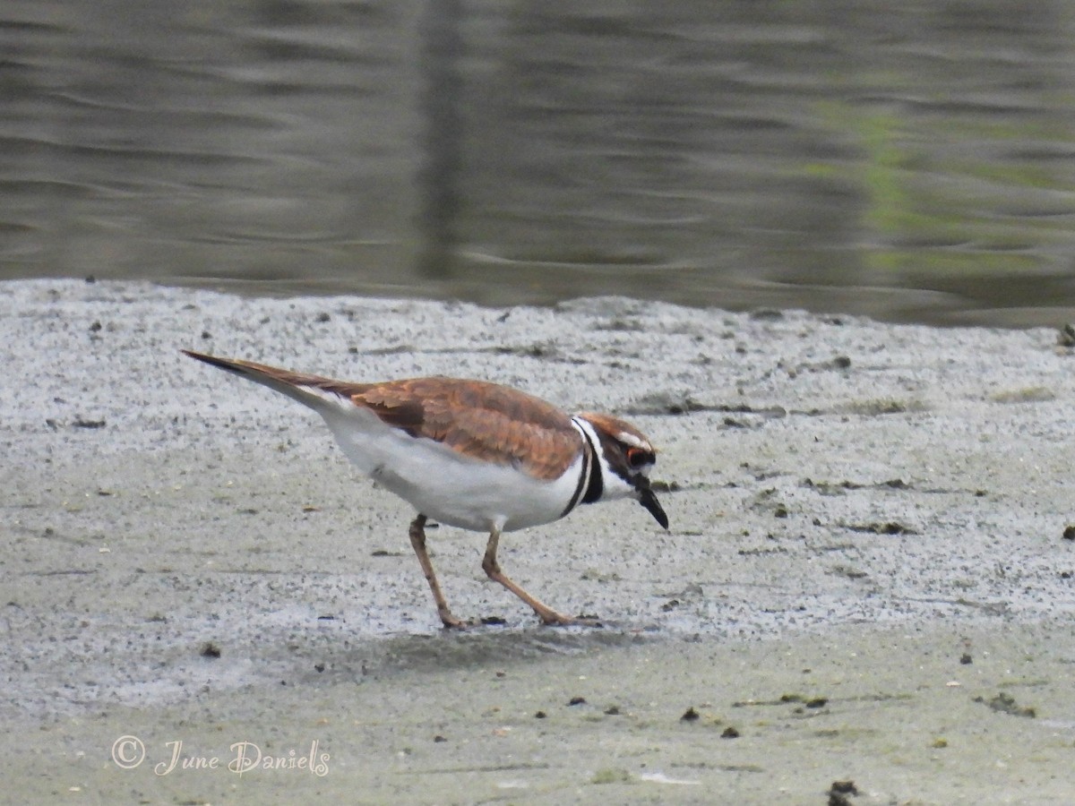 Killdeer - June and Gary Daniels