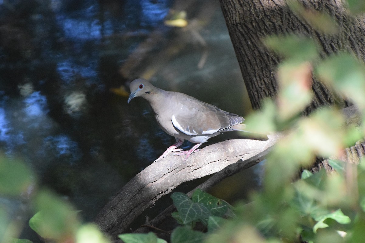 White-winged Dove - ML609840385