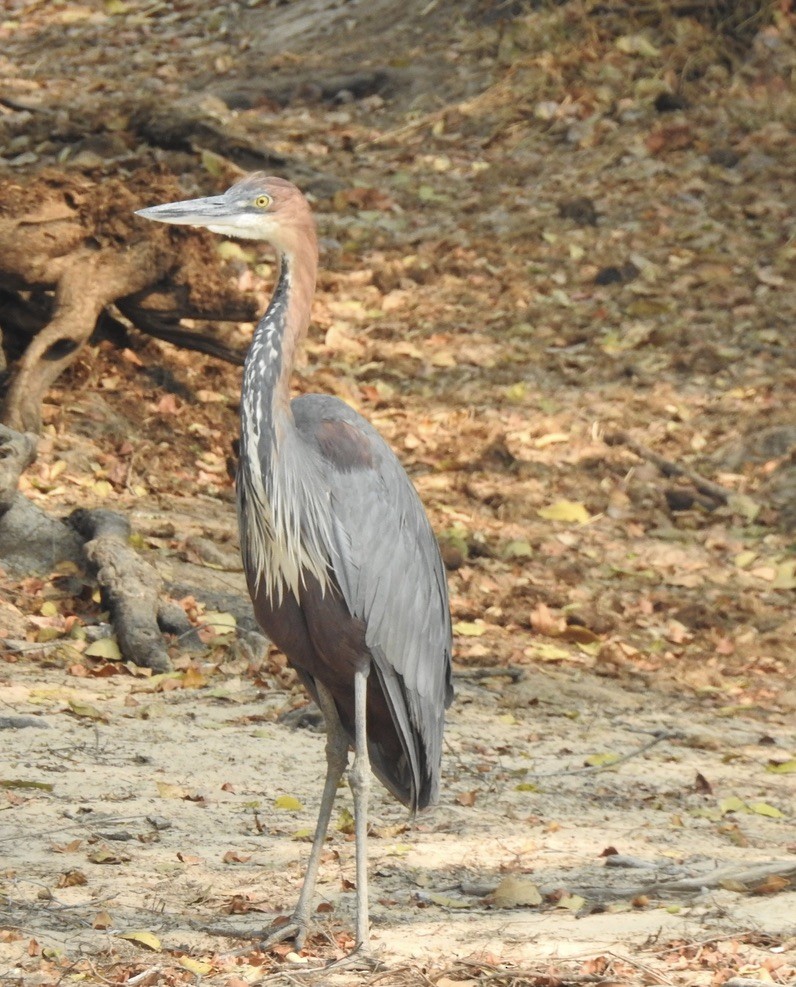 Goliath Heron - ML609840596