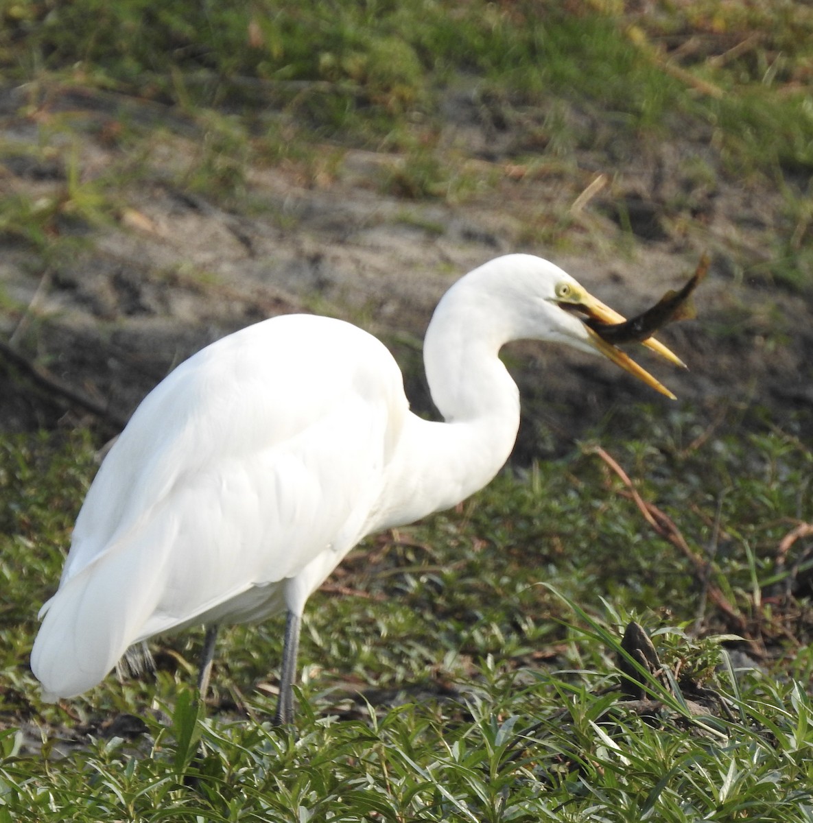 Great Egret - ML609840631