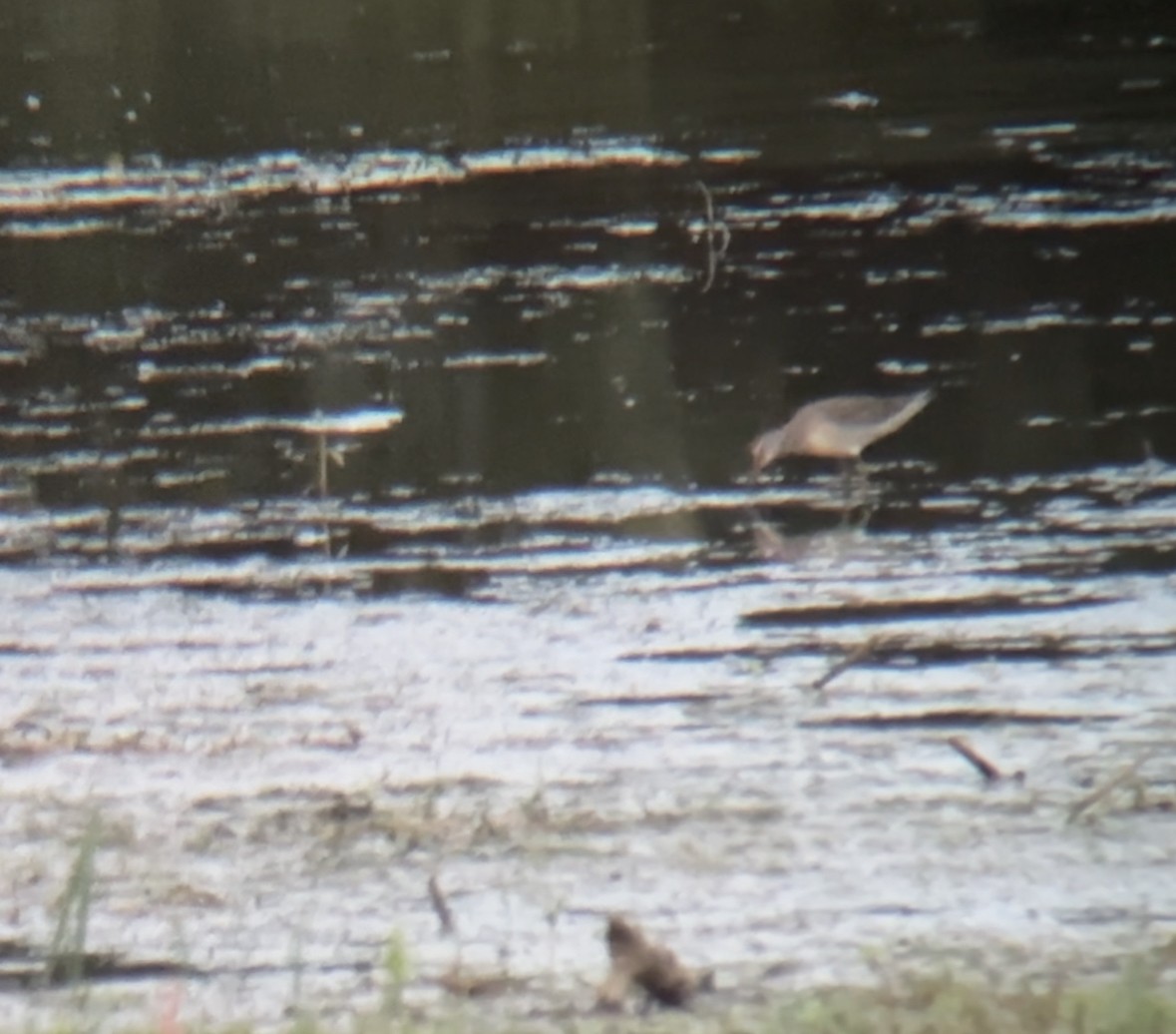 Long-billed Dowitcher - ML609840682