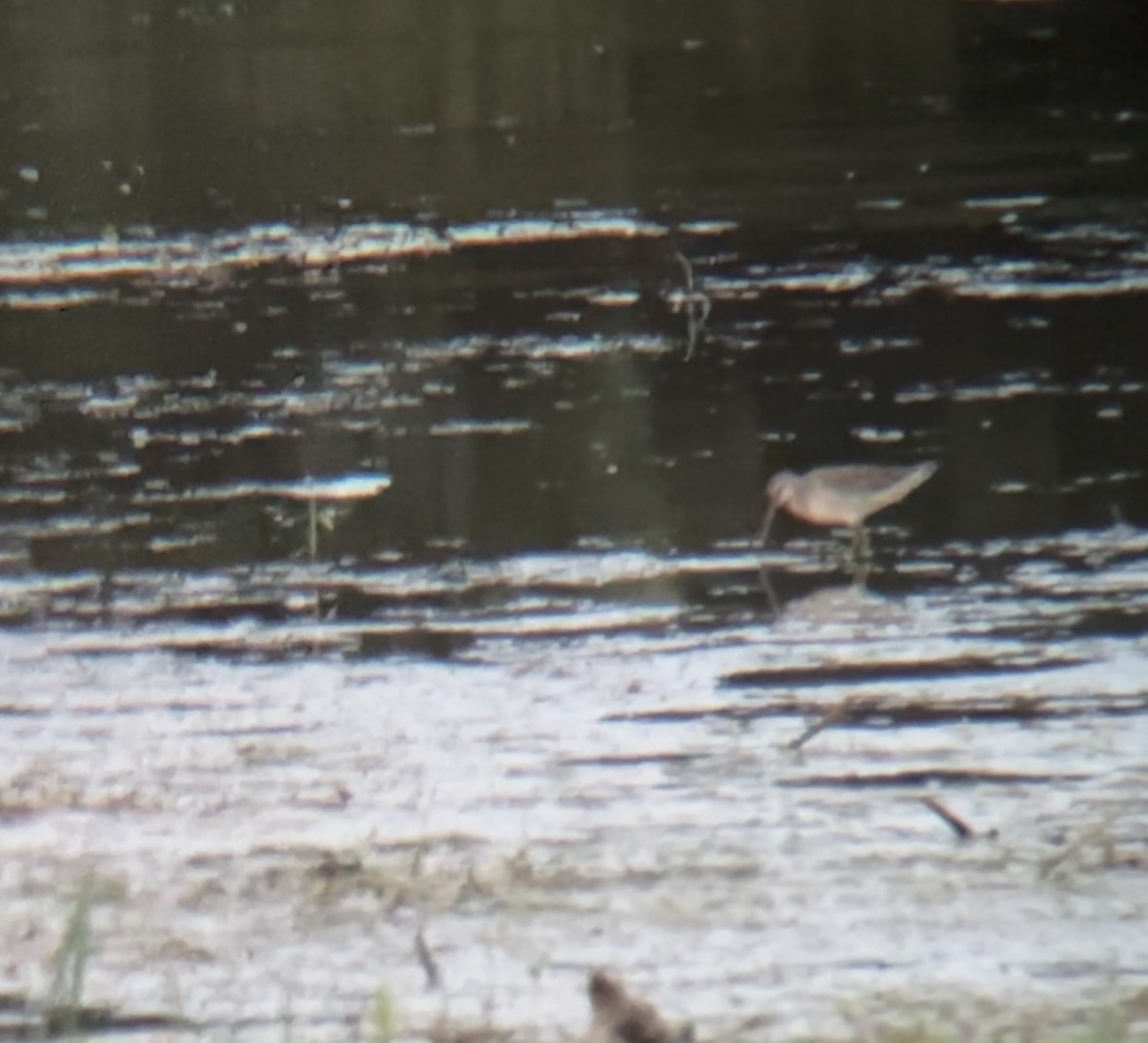 Long-billed Dowitcher - ML609840684