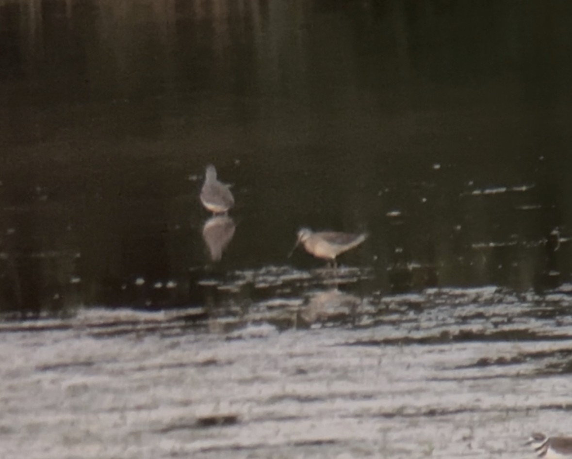 Long-billed Dowitcher - ML609840685