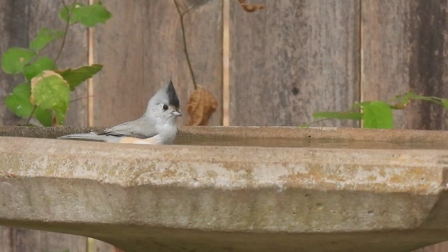 Tufted x Black-crested Titmouse (hybrid) - ML609840704